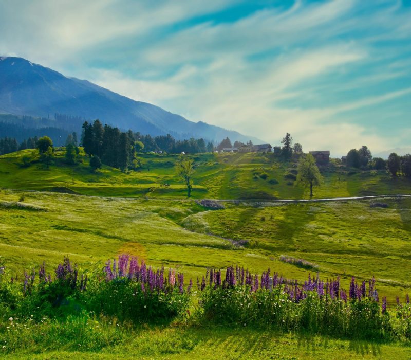 pexels-imadclicks-27497828